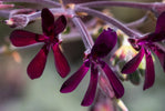 African Geranium Herb