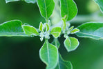 Ashwagandha Herb