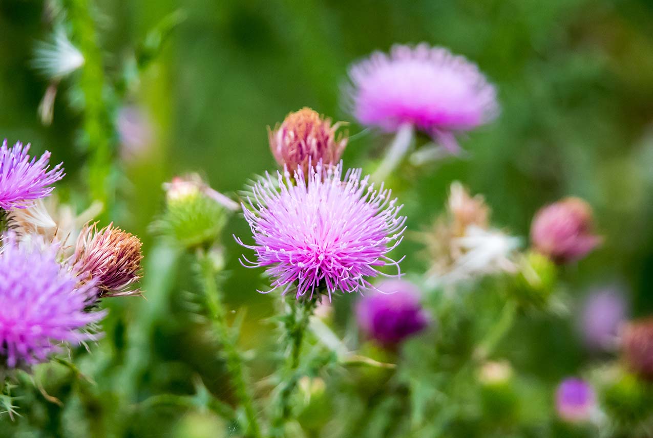 Milk Thistle Herb