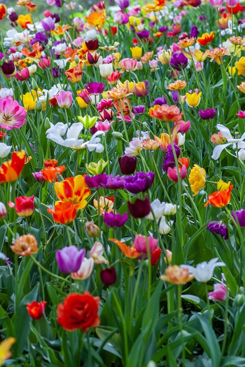 Spring Is Here!